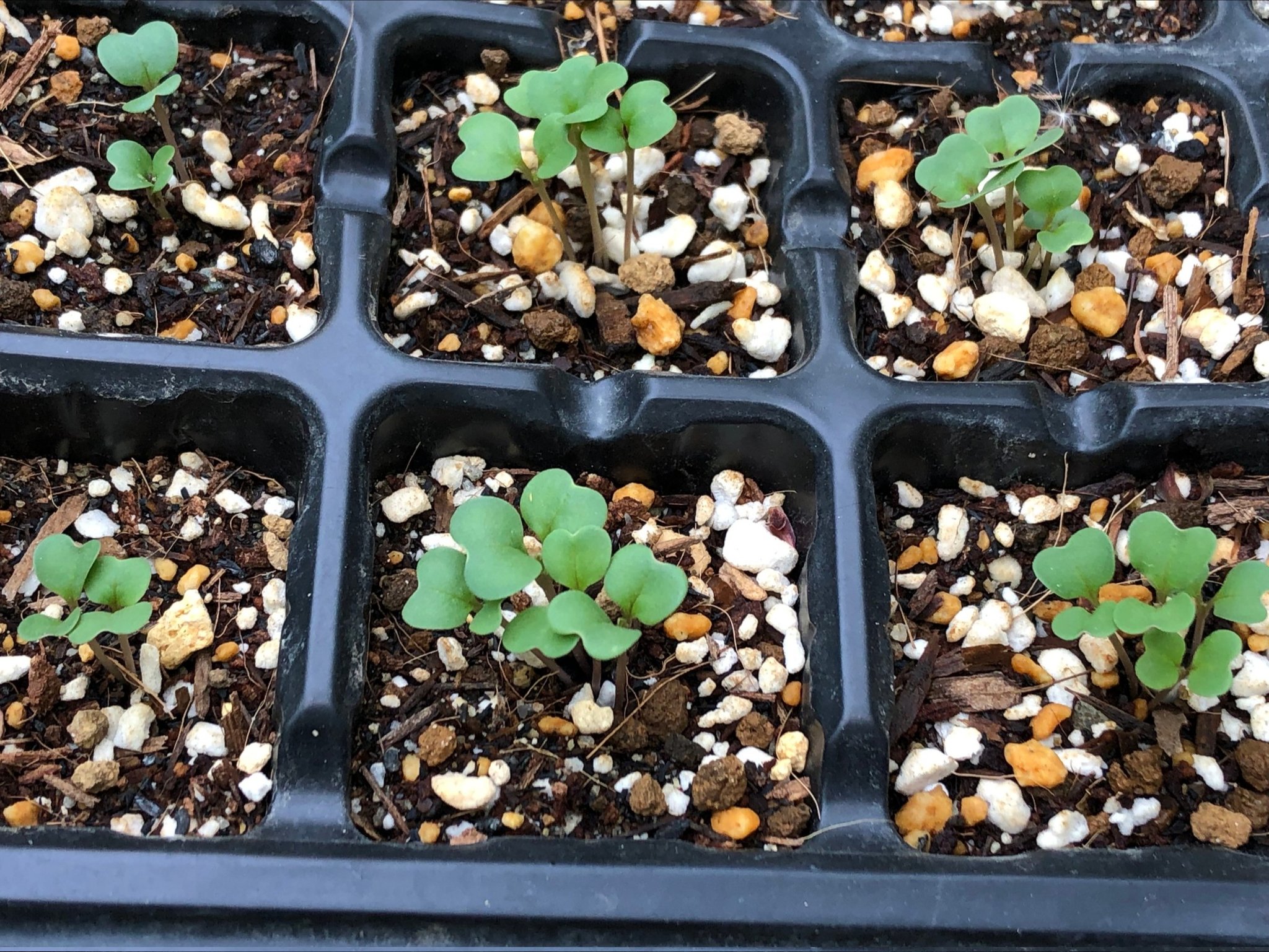 必要最少 先日種をまいた ターニップ 西洋かぶ と ビーツ が発芽 ビーツは 食べる輸血 と言われる栄養素が豊富な野菜 収穫が楽しみです T Co Tpioylpz0v Twitter