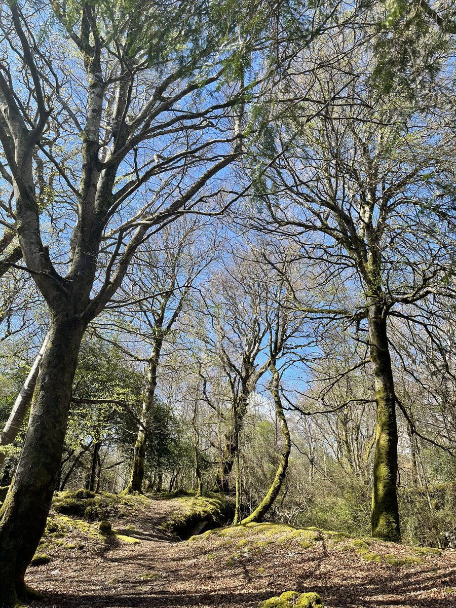 alphargulus's tweet photo. #killarney #filmschool2022 #念尘不闻世 #nature https://t.co/2k6Korh696