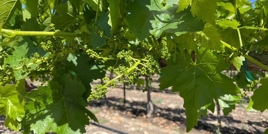 Clusters are developing on our early season table grape vines! #hearditthroughthegrapevine #HMCfarms