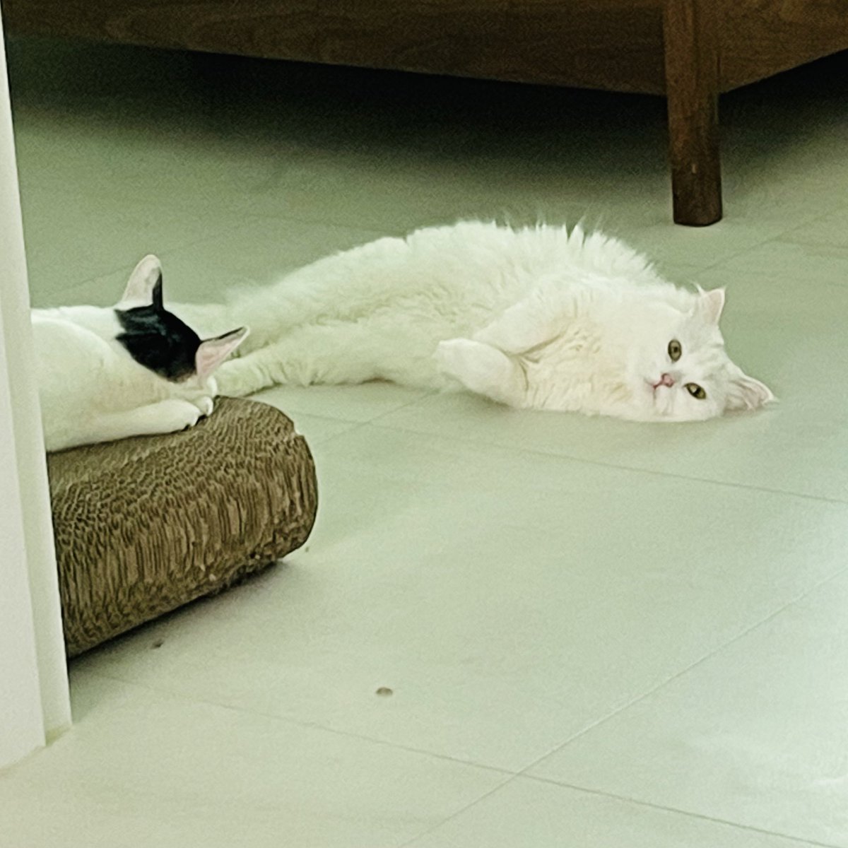 짱아의 근황🙄