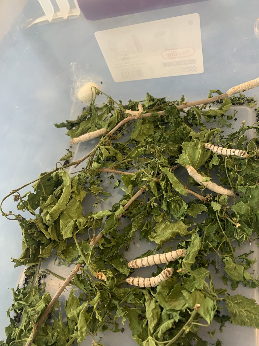 Our first cocoon from our silk worms! Children have loved watching them grow bigger and bigger everyday! <a href="/usdlearns/">USDLearns</a> <a href="/CareUsd/">USD Extended Care</a>