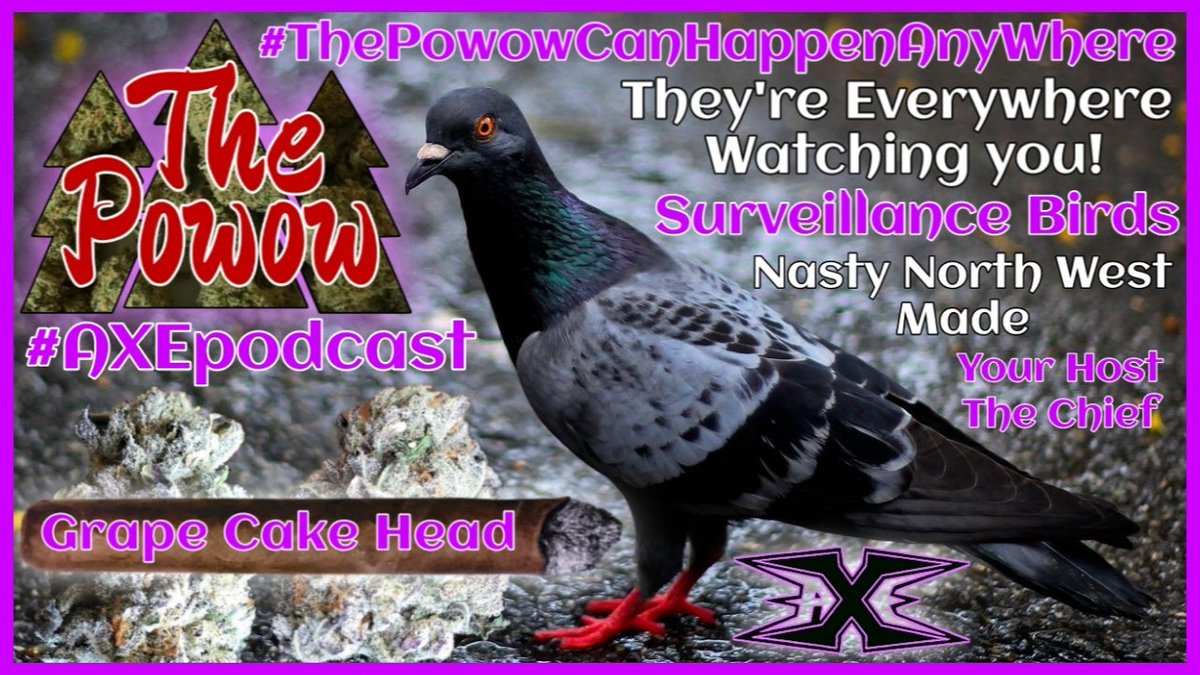 TheAXEpodcast's tweet photo. This is #ThePowow…roll it, light it,pass it! THE POWOW #54          💨🍇Grape Cake Head🍇 💨Surveillance Birds Conspiracy
This indica swings for the fences! #Surveillance #ConspiracyTheories 
#JungleBoysFarms
#ThePowow #CaliBud
#PNWFinest #AEWJungleBoy
https://t.co/vXgzuxZqhH https://t.co/qpKOst9fZu