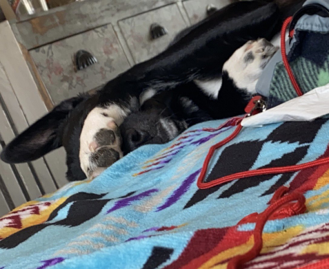 Ms_Elles's tweet photo. Mellow Monday ☀️ #atim #dogs #animals #MondayMood #puppy #justcute https://t.co/skP1weGNro