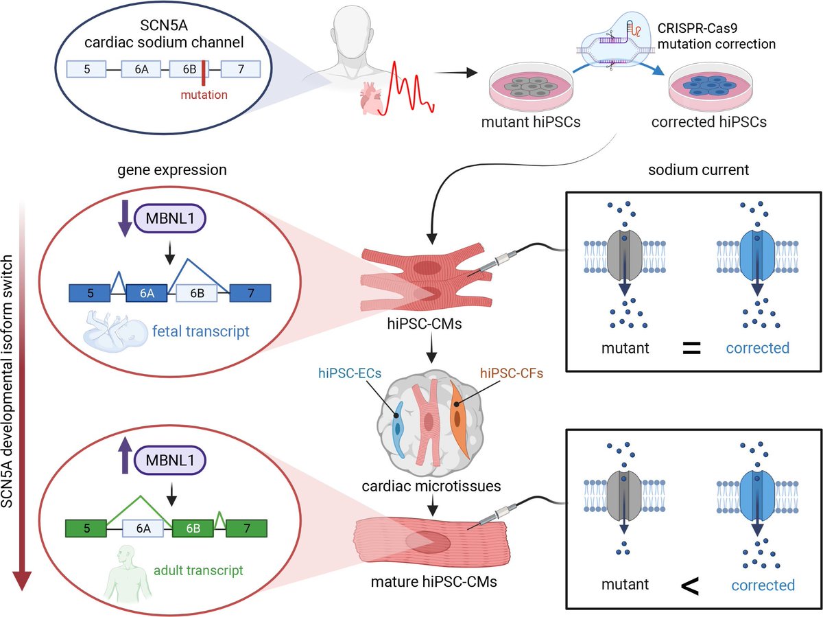 🫀 Dr. Milena Bellin's team at @UniLeiden showed that the tri-cellular cardiac microtissue promoted postnatal SCN5A isoform switch in human iPSC-#cardiomyocytes and that adult splicing of SCN5A was driven by MBNL1 in these tissues. bit.ly/3rzCo9f