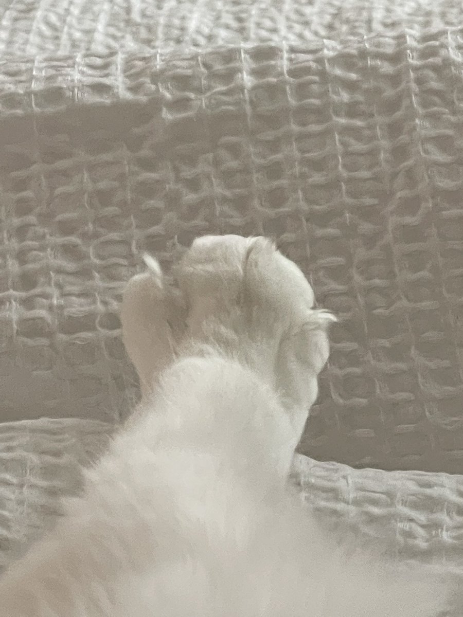 cateshuga's tweet photo. some nicky toez for serotonin https://t.co/LaKyrvyerf