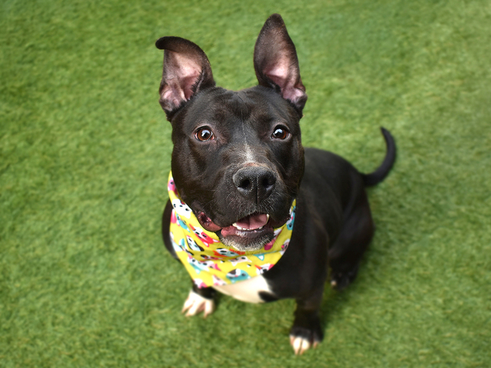 Maree71439592's tweet photo. https://t.co/M3K25YEh9P
🆘MIA🆘
TBD 4/19/22 at Noon
MIA is a gorgeous
sweet young girl
She's been on TBD
list numerous times!
This may be her last chance!
Adopt/Foster/Pledge
SAVE MIA #NYC
She could DIE Tuesday!
#SaveMIA
https://t.co/DcNKSrr5A3 https://t.co/ToqhGir0EV