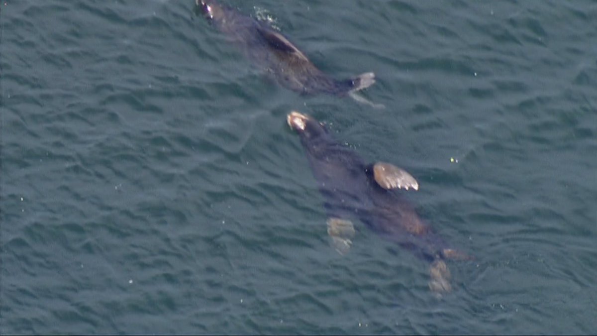 MarkFinanWx's tweet image. LiveCopter3 near the confluence of the Sacramento and American. These guys just hanging out where the fish are