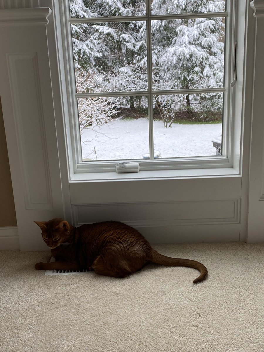 jlowe219's tweet photo. Hey everyone! Nope. You’re not hallucinating. It’s snowing here. I’m over it. I decided just to sit on the register all day. #sickofsnow @LaterJurassic @ElizGriff2016 @roguecats7 https://t.co/fsPzm3jL2T