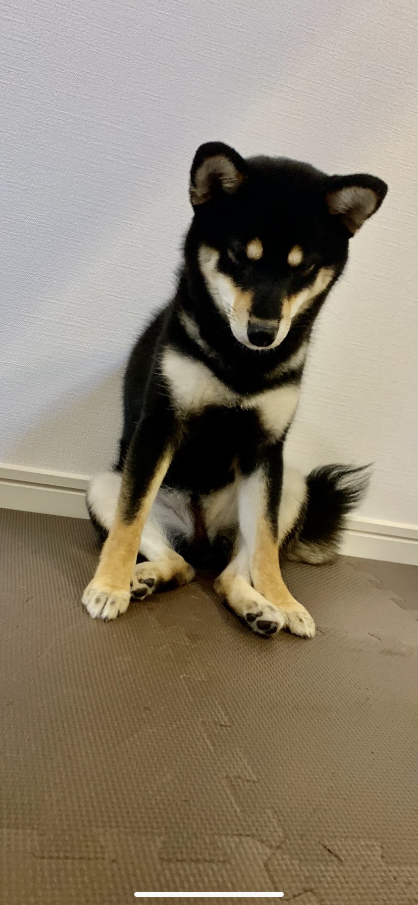 豆柴てんてん Tenten 人間のように落ち込む犬 T Co Rw7f03lzip Twitter