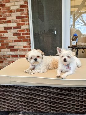 Bella and Bailey were both adopted from Denver Animal Shelter at the end of February. They're happy in their new home and loving life! #adoptionsuccess #happydogs #denveranimalshelter #adopt @DDPHE