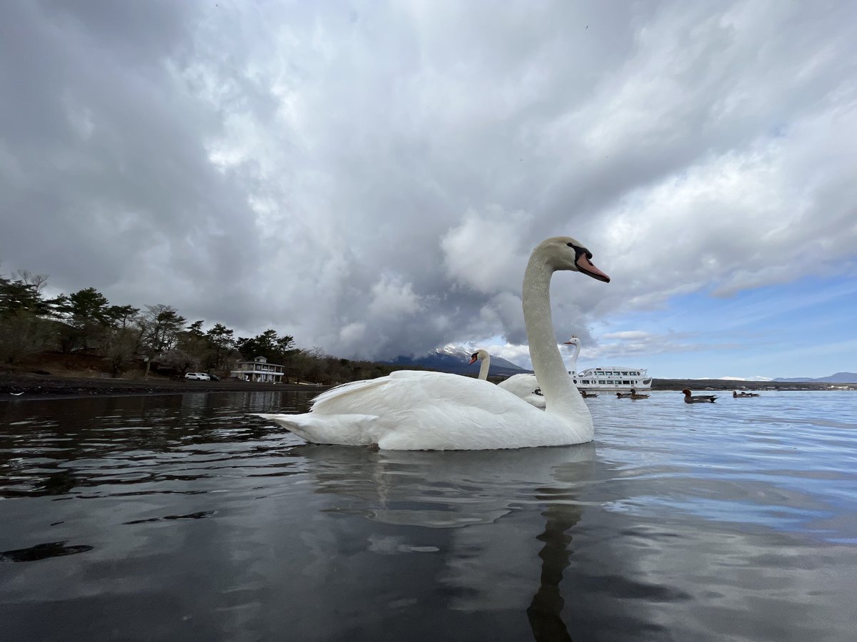 おはくちょうございます🦢 合わせ鏡のような配置。ww 今日も一日健やかに～✨