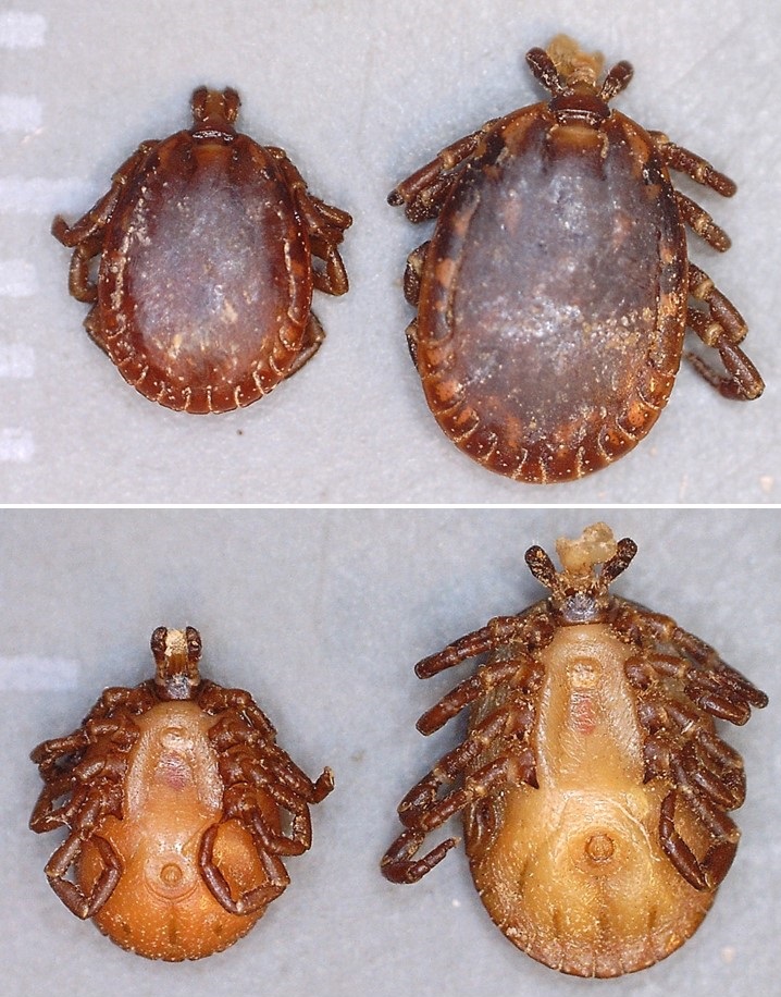 GerrutN's tweet image. A good example of why size and coloration are not reliable characters for tick identification - two males of Amblyomma limbatum @Flinders @MikeG_lizards