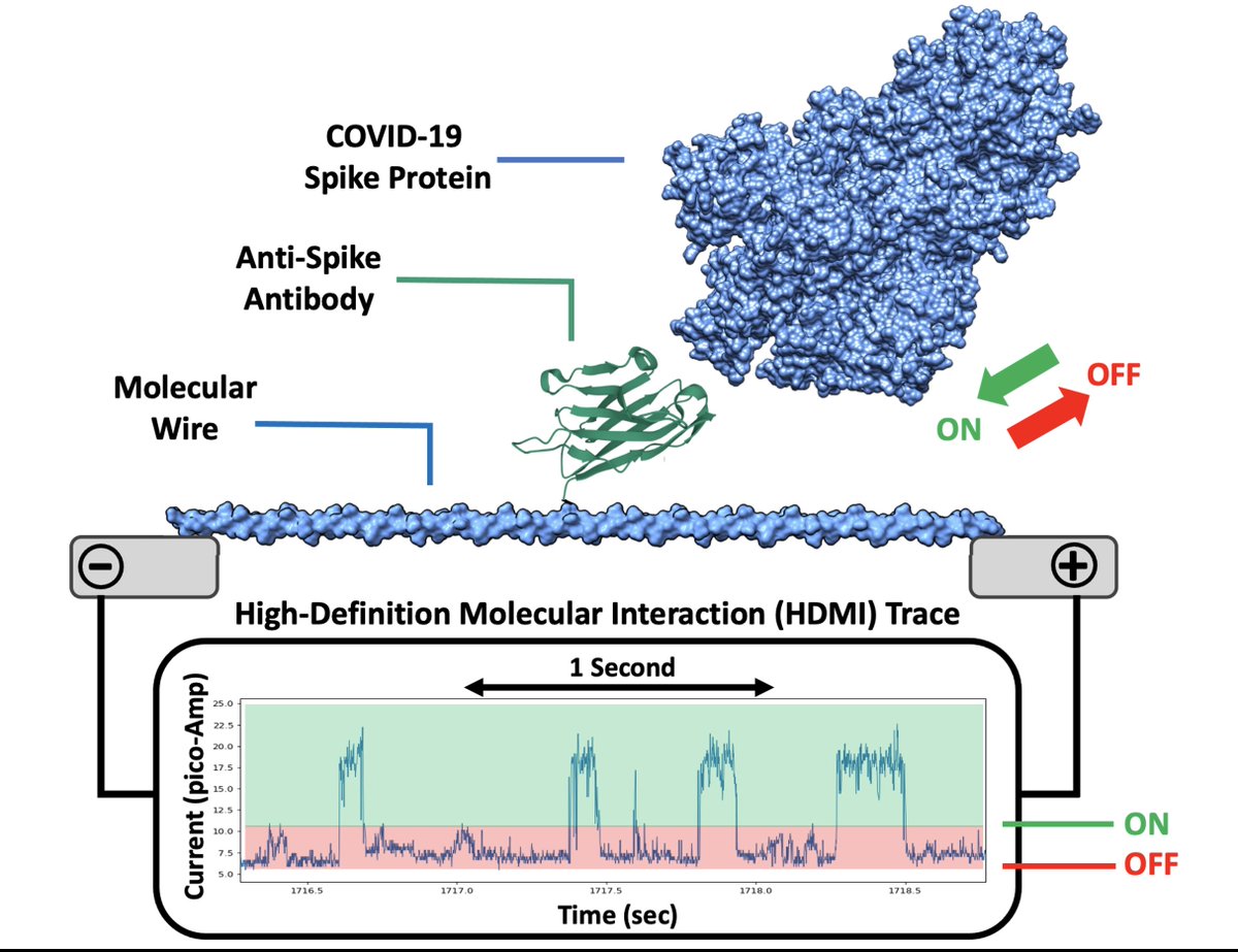 #MoleculeMonday: We've wired an antibody on the Roswell ME Chip™️ that binds the spike protein of the COVID-19 virus. New View: Each pulse in the HDMI Trace is the antibody binding the spike. Powering drug discovery and diagnostic deployment—ELISA meets single molecule, on-chip!