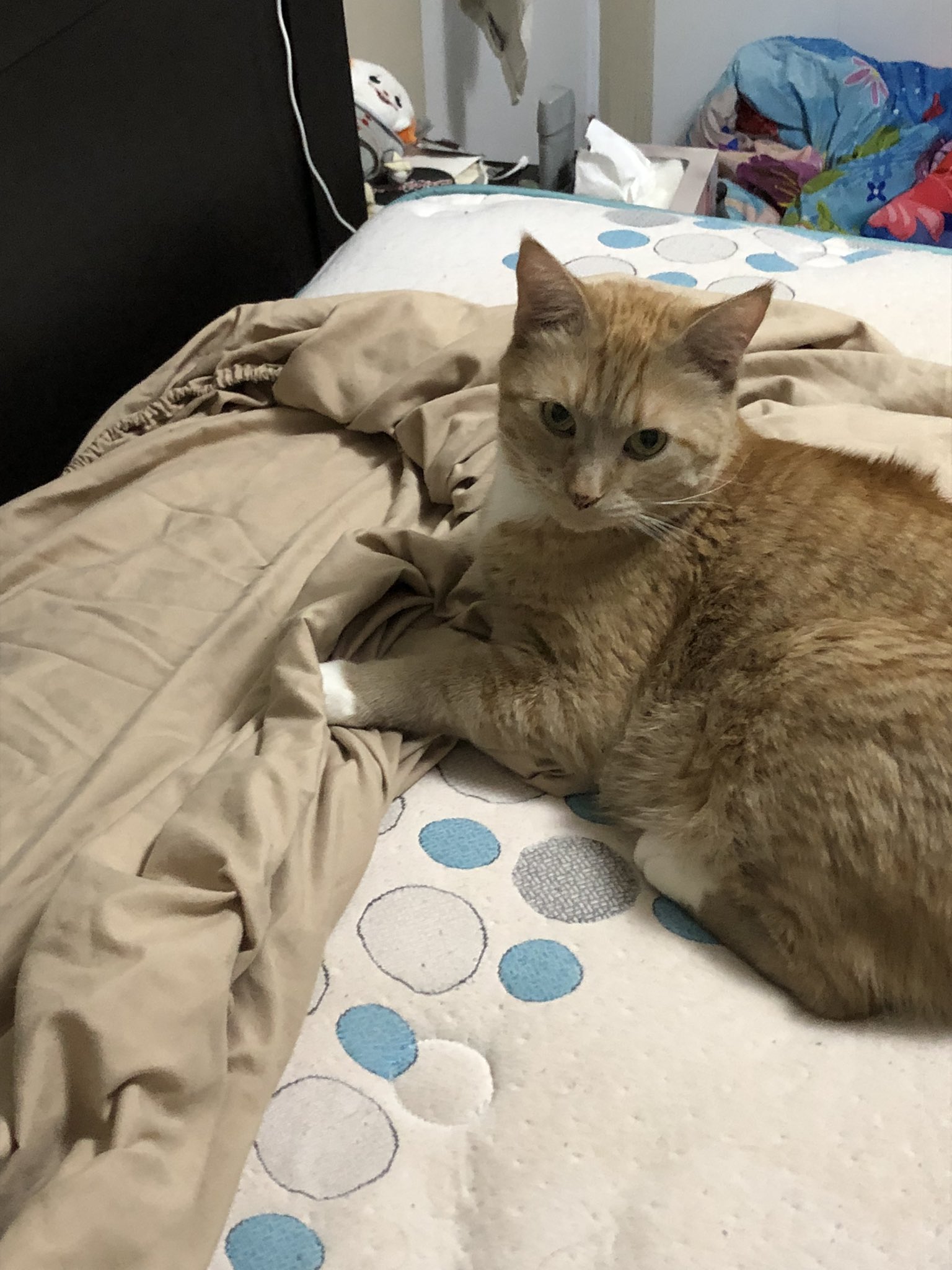 cats being weird little guys on Twitter: "https://t.co/eE5Q7RQxbx