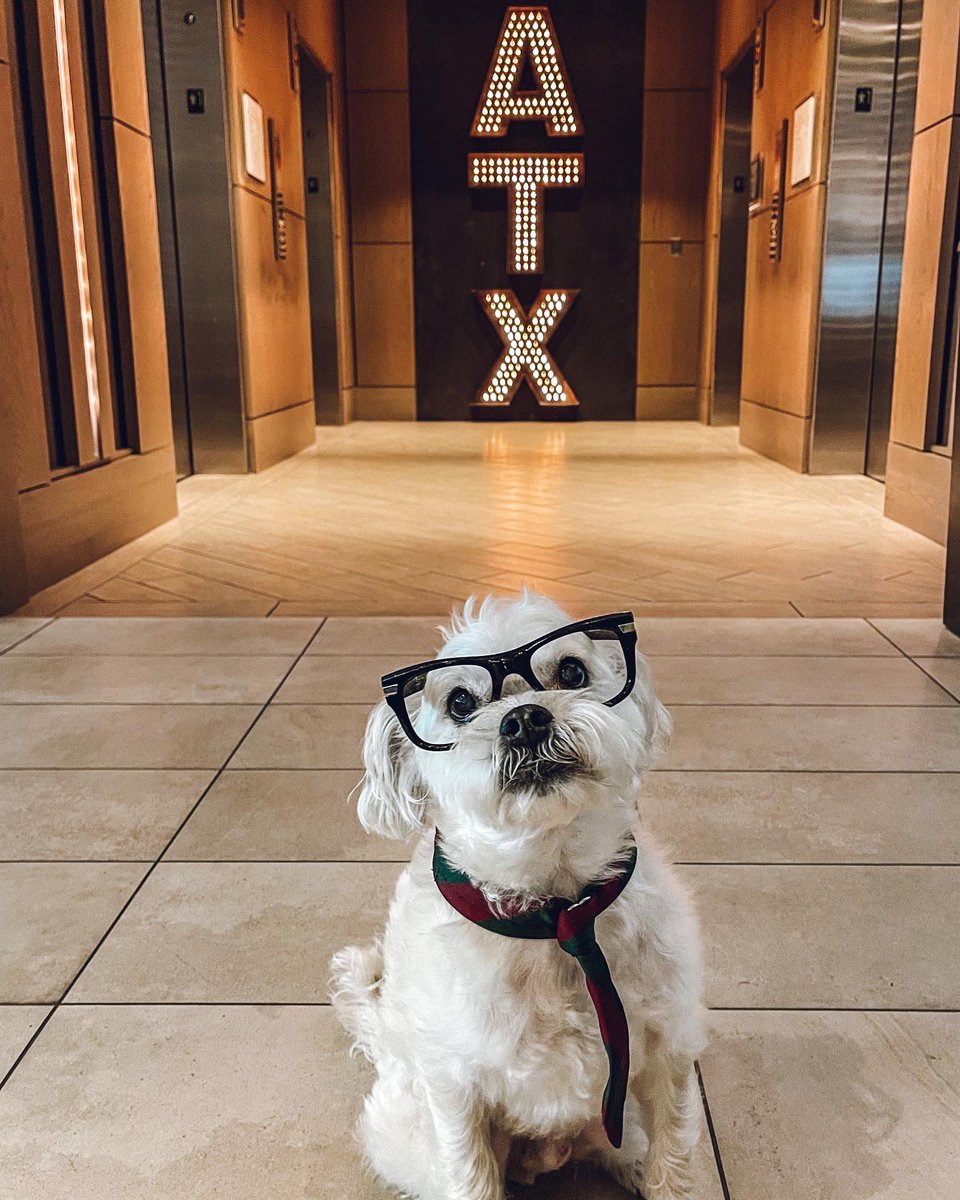 Kaxan_KXAN's tweet photo. I was the featured tour guide (dog guide) for a travel TV show that was filmed last week showcasing why #Austin is one of the BEST dog cities in the nation. Here are a few shots from last week! 💚🐶 https://t.co/WAaIZ0f3LJ
