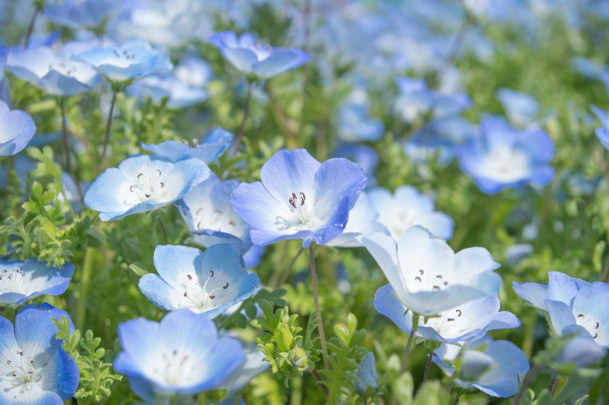 Proceed_Design's tweet photo. 皆様いかがお過ごしでしょうか？🌸
今日は、ちょっとした息抜きまでに読んで頂ければ‼️

そもそも
「リノベーション」と
「リフォーム」の違いって？
https://t.co/f02iQYHEli

#福岡リノベーション
#マンションリノベーション
#リフォーム 
#違い
#プロシードデザイン https://t.co/20PEhvu3F9