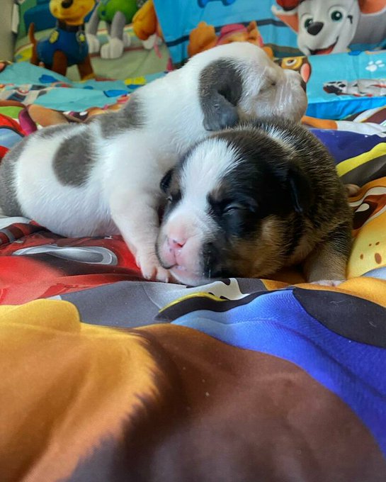 1 Week old Shotti x IMB NovaCaine Puppies stationed at @sauceorleansbullies   #americanbully#luckyluciano#badmedicine#sauceorleansbullies#sauceorleans#imbyoungharvey#americanbullies#bullies#bulliesofinstagram#bulliesforsale#bulliesworldwide#tribullies#tr&hellip;<a href="/tag/nationalpetday"class="tags"><span>#nationalpetday</span></a>