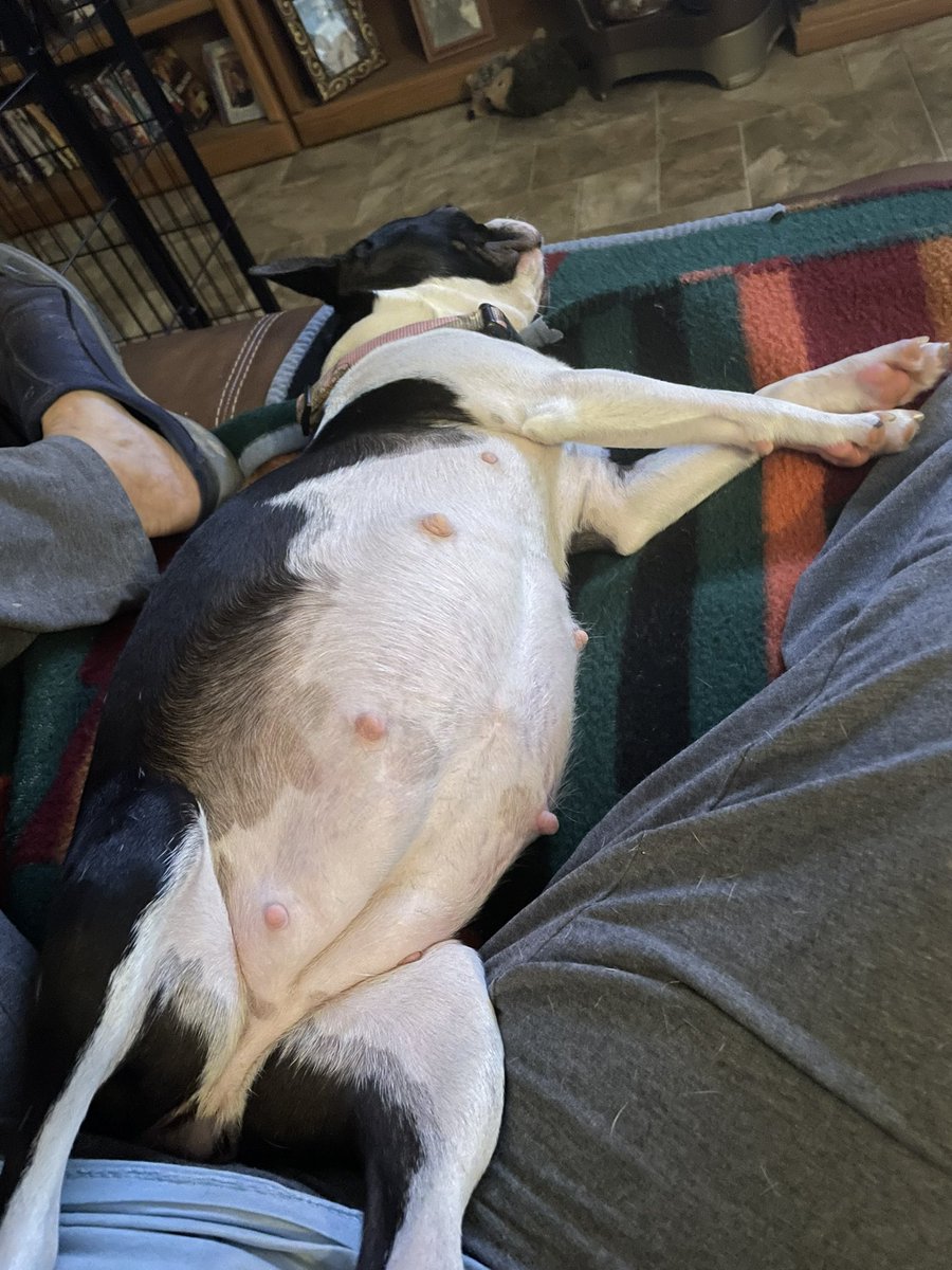 tennbostons's tweet photo. Can’t wait to see these puppies..they are going to be sooo cute https://t.co/Yl0In1RD0z
