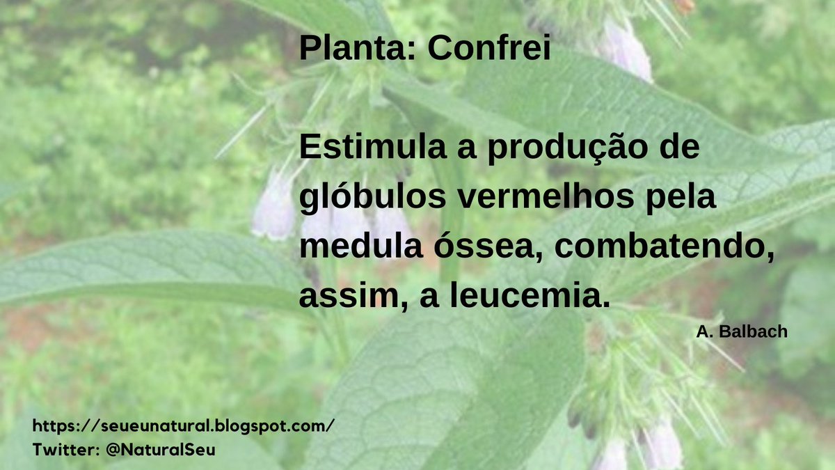 #natural #saudável #saudavel #saude #saúde #metabolismo #sernatural #naturalidade #contatocomanatureza #contatonatureza #remedionatural #memoriaenergetica #fluxoenergetico #padroes #padrao #essência #leucemia #confrei