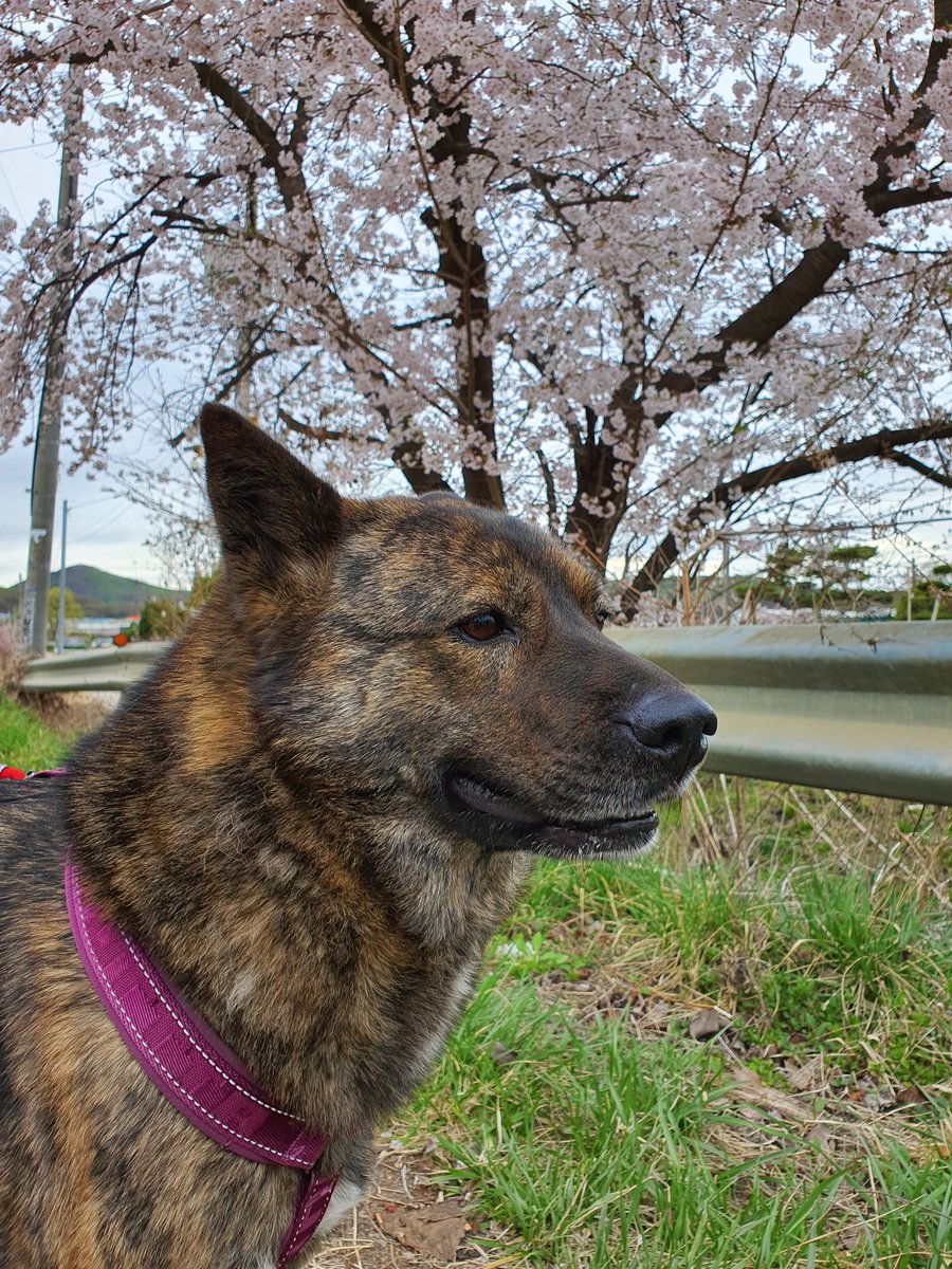 오늘은 칡,호동 예방접종 날.
매해 사월이면 광견병 접종을 해야는데
차를 타지 못 하는 호동이를 위해
의사쌤이 왕진 해주신다.
오시는김에 종합백신,장염코로나도
함께 접종한다. 두아이 접종비 11만원.
왕진해 주셔서 얼매나 감사한지 모른다.
(왕진비무료)호동이도 차를 탈 수 있게
교육해야는데..