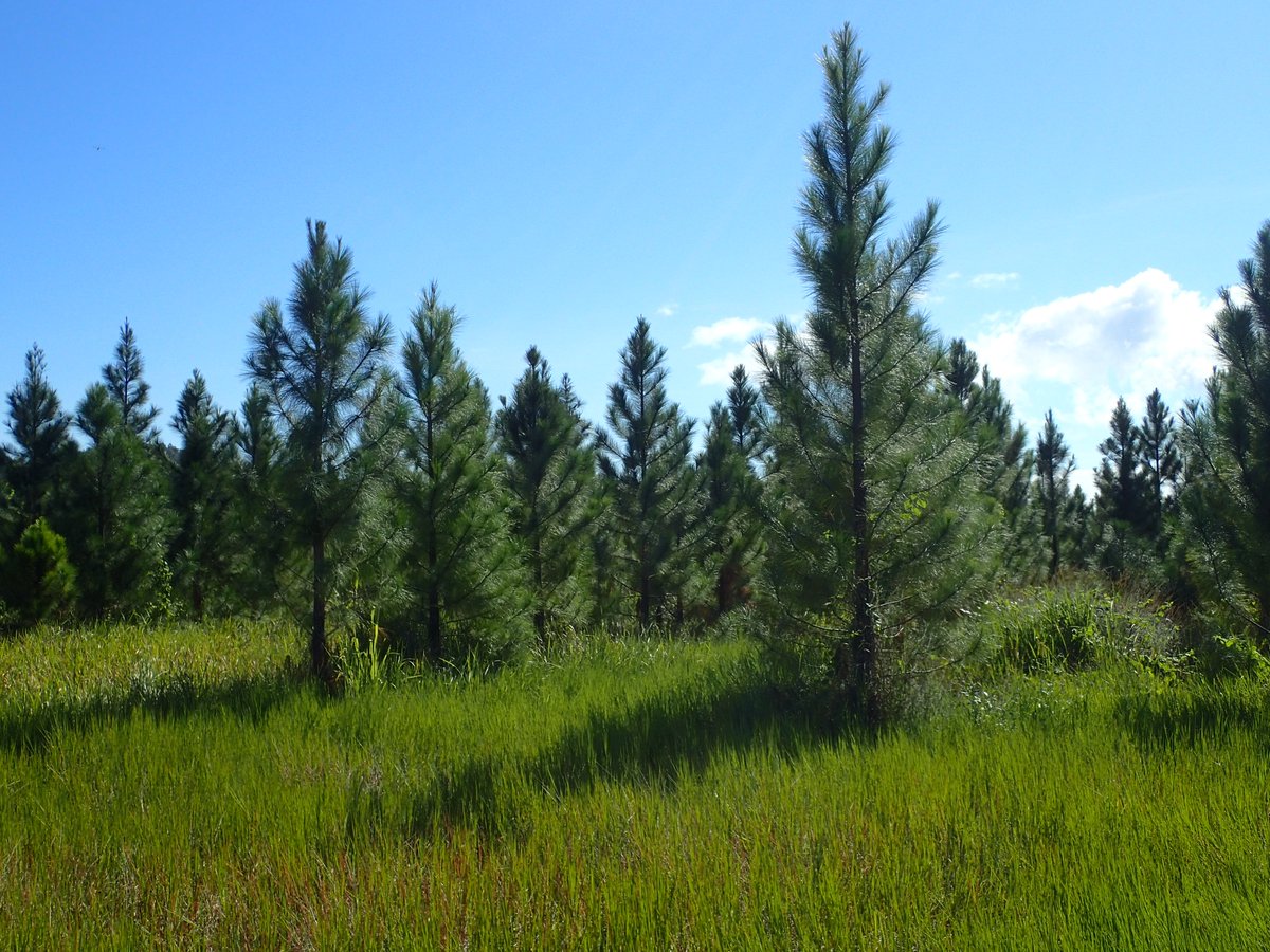 Timber Queensland welcomes Coalition $219.5 million timber package but still a gap in plantation investment policy: bit.ly/37tLyx5.