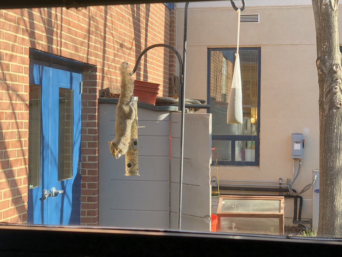 forest_peck's tweet photo. We saw this squirrel in the courtyard feasting on food that doesn’t belong to it!! https://t.co/YnUKf3T76K