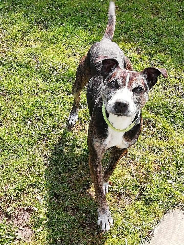 Handsome Hughie, what is a boy to do...he's a real sweet chap, who desperately needs a loving furever home where he can settle &amp; feel loved ❤️ We can't believe he's still waiting,pls help 🙏
For more information click on this link... seniorstaffyclub.co.uk/adopt-a-staffy… #seniorstaffy #TeamZay