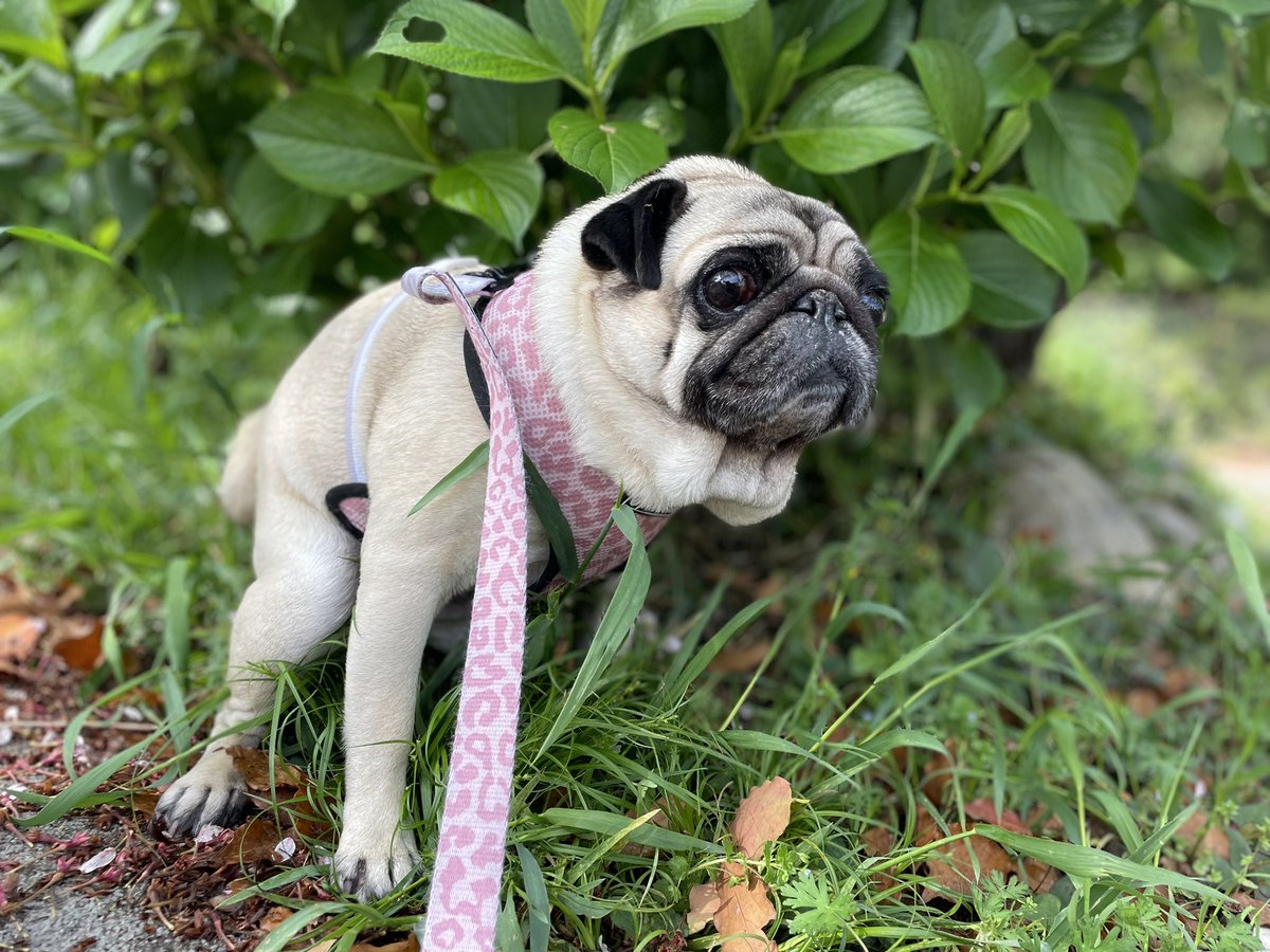moncome's tweet photo. #本日のはっきょーいのこった
#pug #パグ #310chuck https://t.co/Peu3c4XsqR