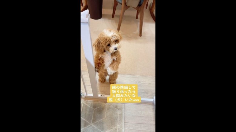ご飯くれるかな キッチン前に 立つ犬 の姿が人間みたい 自然なふるまい の状況を聞いた Twitter