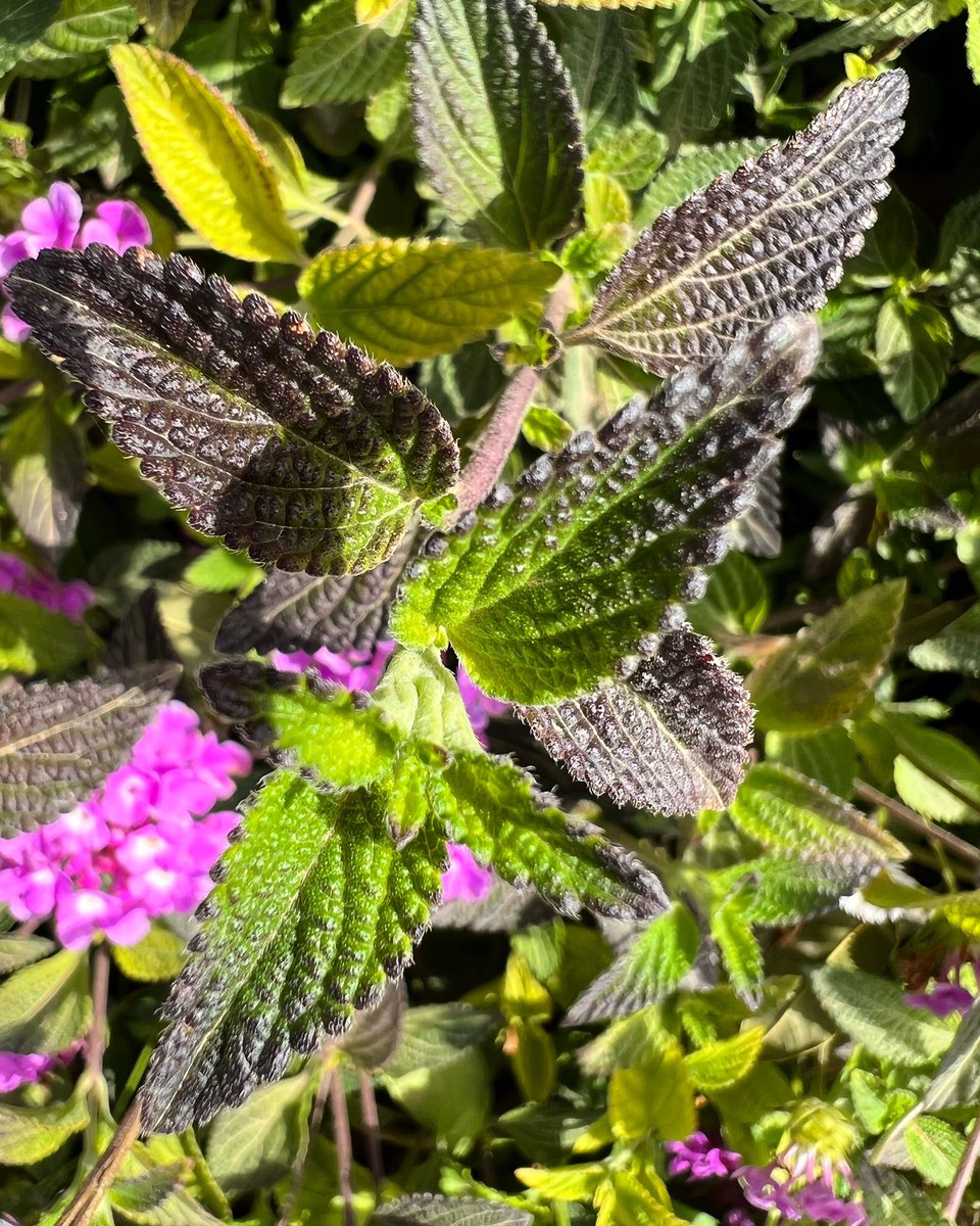 iKikeApple's tweet photo. 🐟🍁🍂📸📲 

#shotoniphone #shotoniPhone13ProMax #macrophotography #macrochallenge #nature #iKike #photography #photographer #Ibiza 🏳️‍🌈🍀✌🏾 https://t.co/1PaT5WTjoT