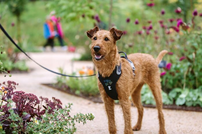 ArbourCare's tweet image. Take your four-legged friend for a special evening Walk at Wisley on 21st April. Open after hours for a walk around the garden. Two dogs per person on leads: Find out more here: ow.ly/aWFw50IKyPY  #thingstodooutside #surreylife #doglovers