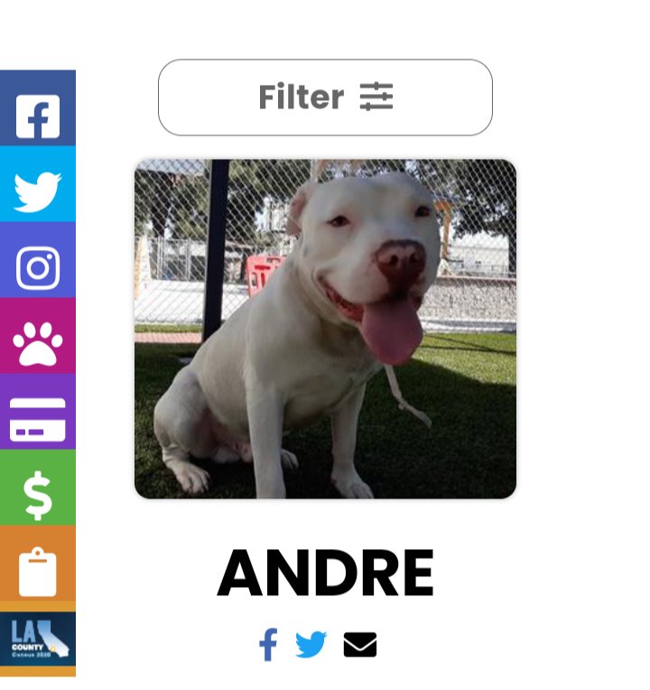 Ivdiy2014's tweet photo. Gorgeous #white #pittie came in March 5th. 63lbs. Is he yours❓He's at Downey shelter.  #LosAngeles https://t.co/cCGvZrJJHe