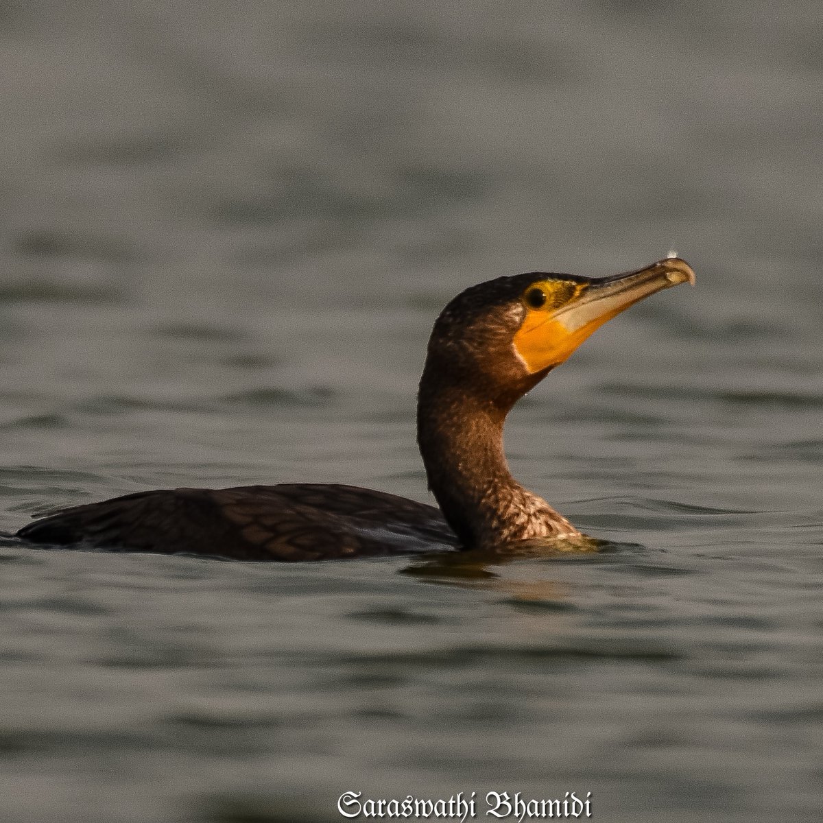 SaraswathiBL's tweet photo. The great cormorant (Phalacrocorax carbo), known as the black shag in New Zealand &amp; the black cormorant in Australia, and the large cormorant in India
@birdcountindia  #birdphotography #birdwatching  #BirdTwitter @IndiAves @ThePhotoHour #Forestbirds 
#Hbp354
#Hyderabad #ameenpur https://t.co/Xp1O0JjHFF