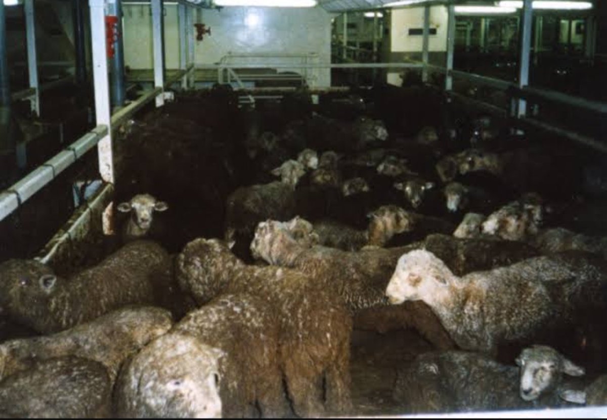 KittenDownUnder's tweet photo. @AnimalsAus Email sent! 🤬 #BanLiveExport 💔💔🤬🤬 These animals #suffer in extreme #heat No room to turn around! Standing and laying in their own faeces and urine! 🤬 #CookedToDeath 💔 #Inhumane #Unecessary #Cruelty https://t.co/RT6HFSXFdn