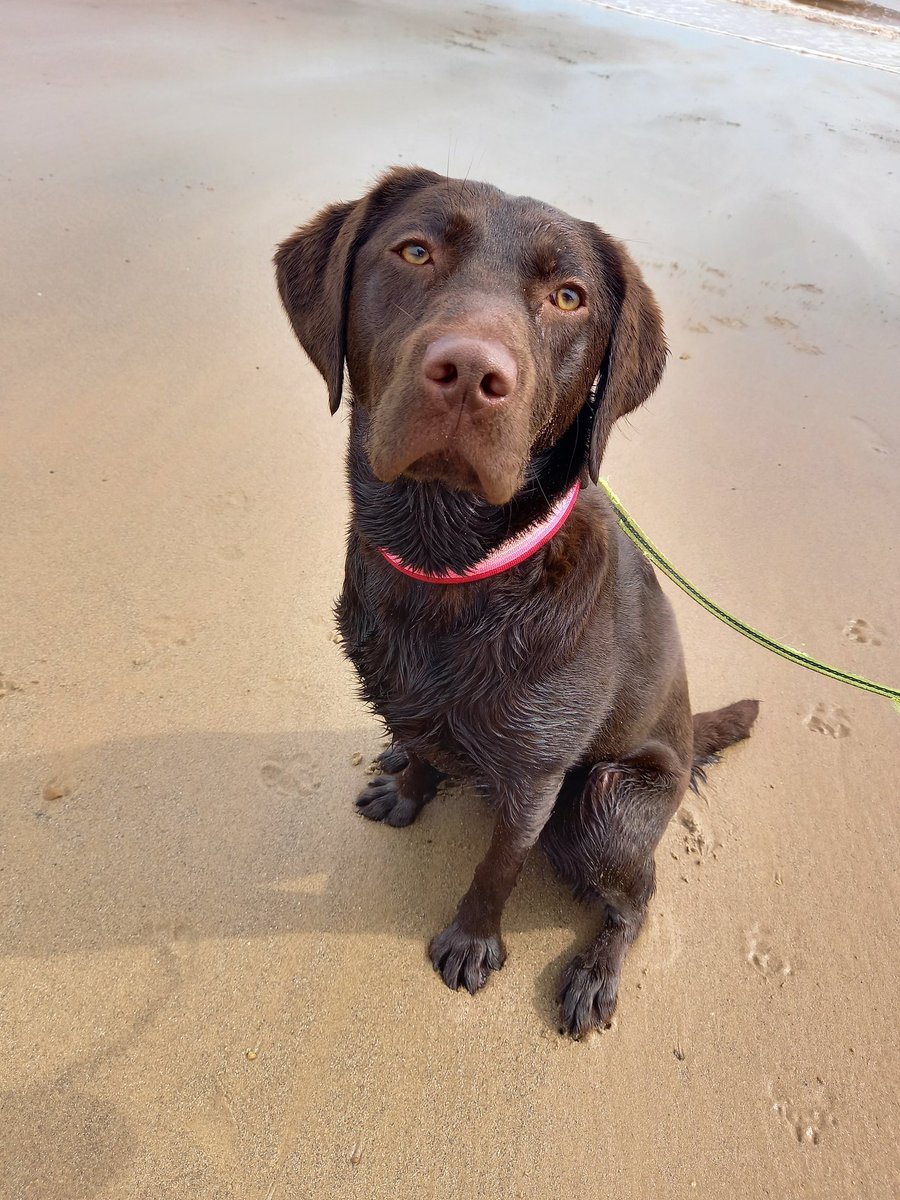 Bank Holiday Monday at the beach
...I know im biased but she's a beauty!! #dog #vegan #dogsofinstagram #dogsofinsta #dogslife #vgang