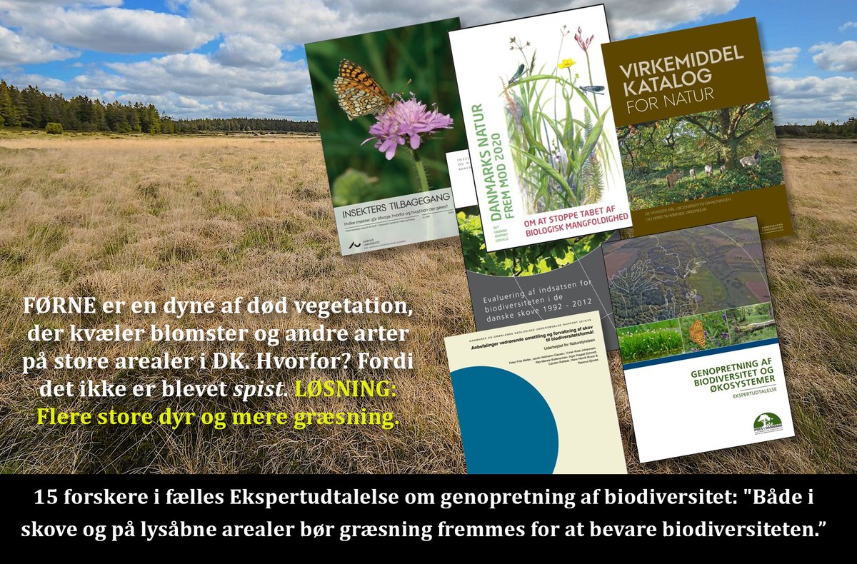 I store tungtvejende rapporter har talrige forskere i et TIÅR påpeget, at der bl.a. mangler FLERE forskellige STORE DYR i #dknatur og meget mere GRÆSNING, hvis biodiversitetstabet skal bremses. Afgørende tiltag på store og små naturarealer. Læs her: tinyurl.com/mry6ndx8 #dkpol