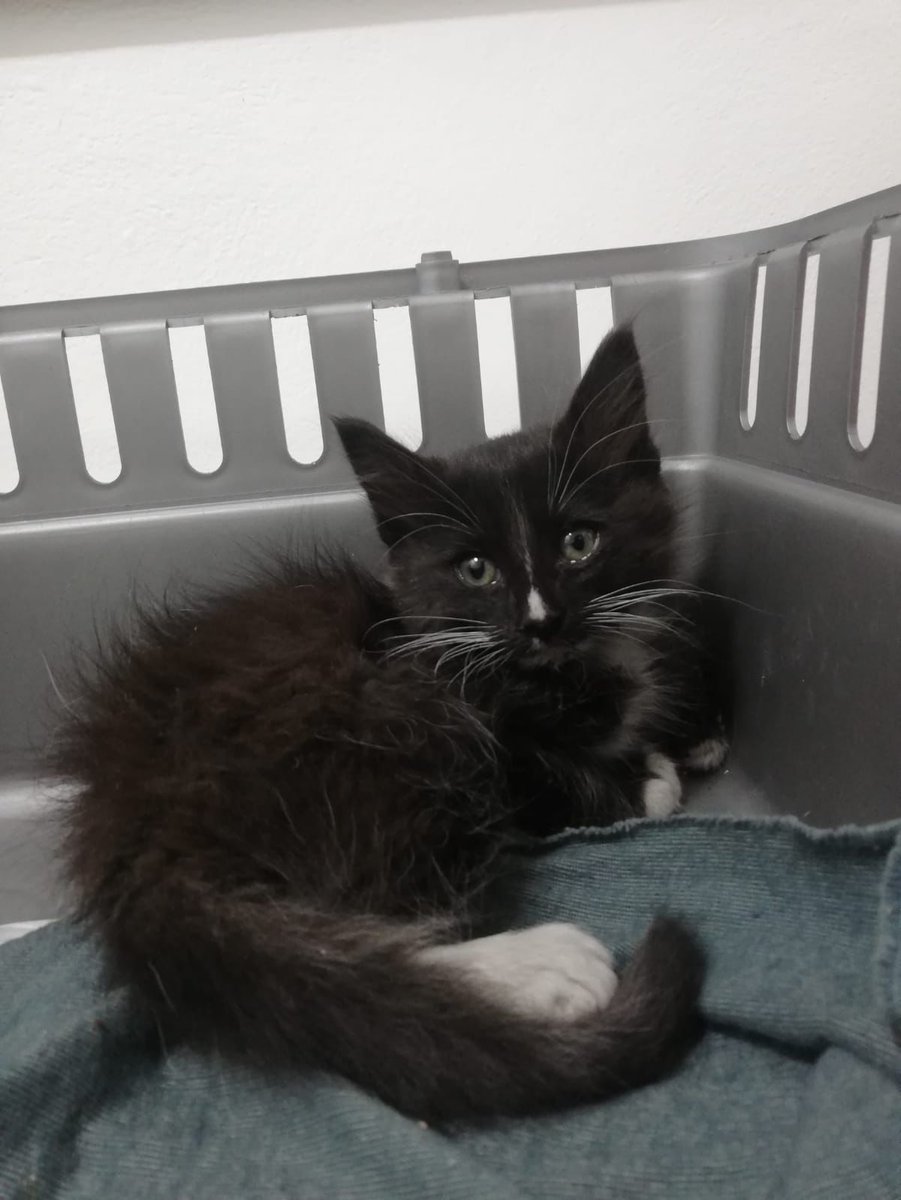 Se busca hogar para este gatito que se encontraba tirado en la calle, es macho de 3 meses aprox. Actualmente está en un veterinario por una lesión en su patita pero necesitará un hogar pronto. 
Contacto con <a href="/bereiz_oficial/">Bereiz</a> :) 
#ExpandeTusSentidos.