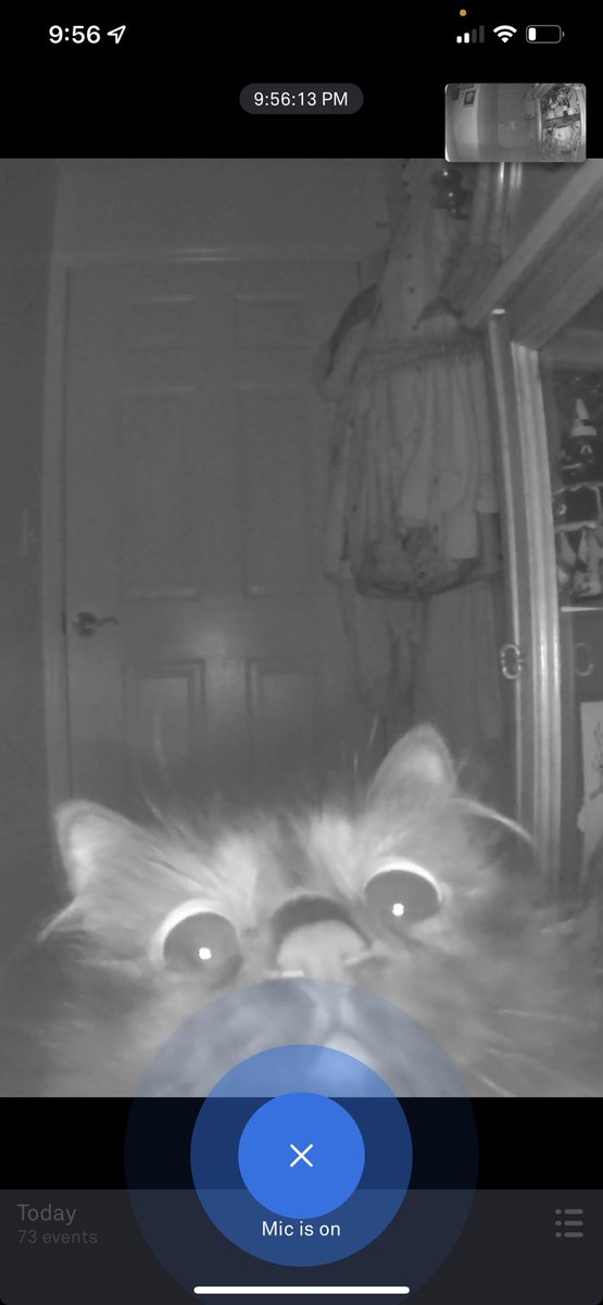 tayl_or_treat's tweet photo. “Camera detected motion” https://t.co/xjcnkLFXsM