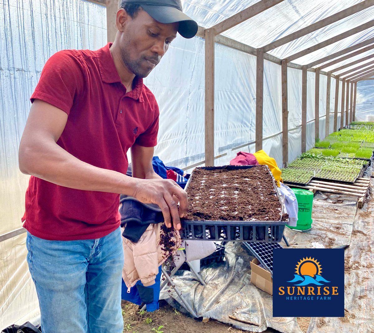 A little cold, but we’re getting started in the greenhouse, and ready for the growing season here in Minnesota. #SunriseHeritageFarm #EmergingFarmers @MNagriculture