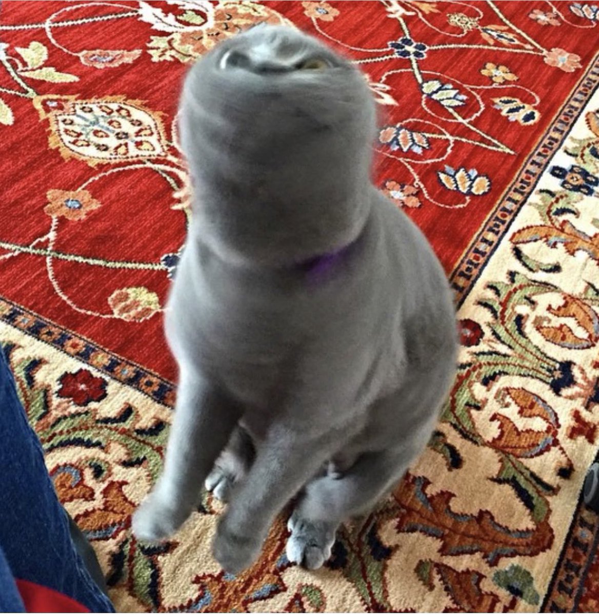 shaweli's tweet photo. @JortsTheCat Yes, quite often actually. @JortsTheCat #preparingfortakeoff https://t.co/9AaU4eWJ5u