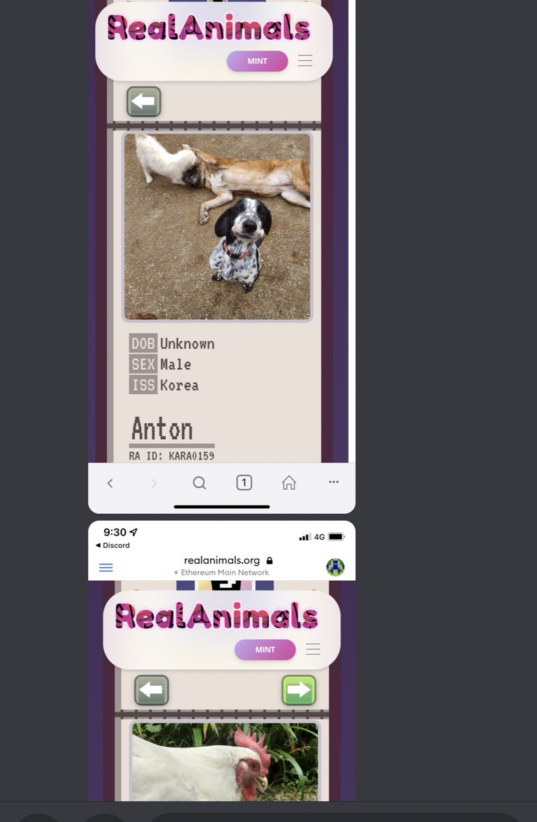 RealAnimals_RA's tweet image. RA NFT Holder matched! Anton is awaiting his new home, Godzi rescued from a broiler farm, and two Lorikeets enjoying freedom.

NFTs for Good. Affecting REAL ANIMALS

Join us: realanimals.org/mint