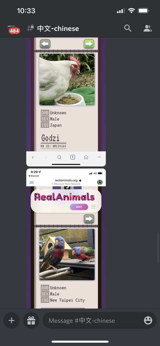 RealAnimals_RA's tweet image. RA NFT Holder matched! Anton is awaiting his new home, Godzi rescued from a broiler farm, and two Lorikeets enjoying freedom.

NFTs for Good. Affecting REAL ANIMALS

Join us: realanimals.org/mint