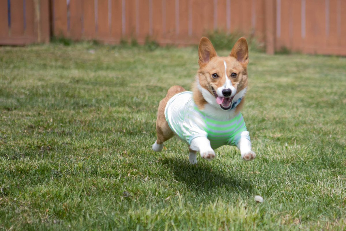 Joshua patton tweet media