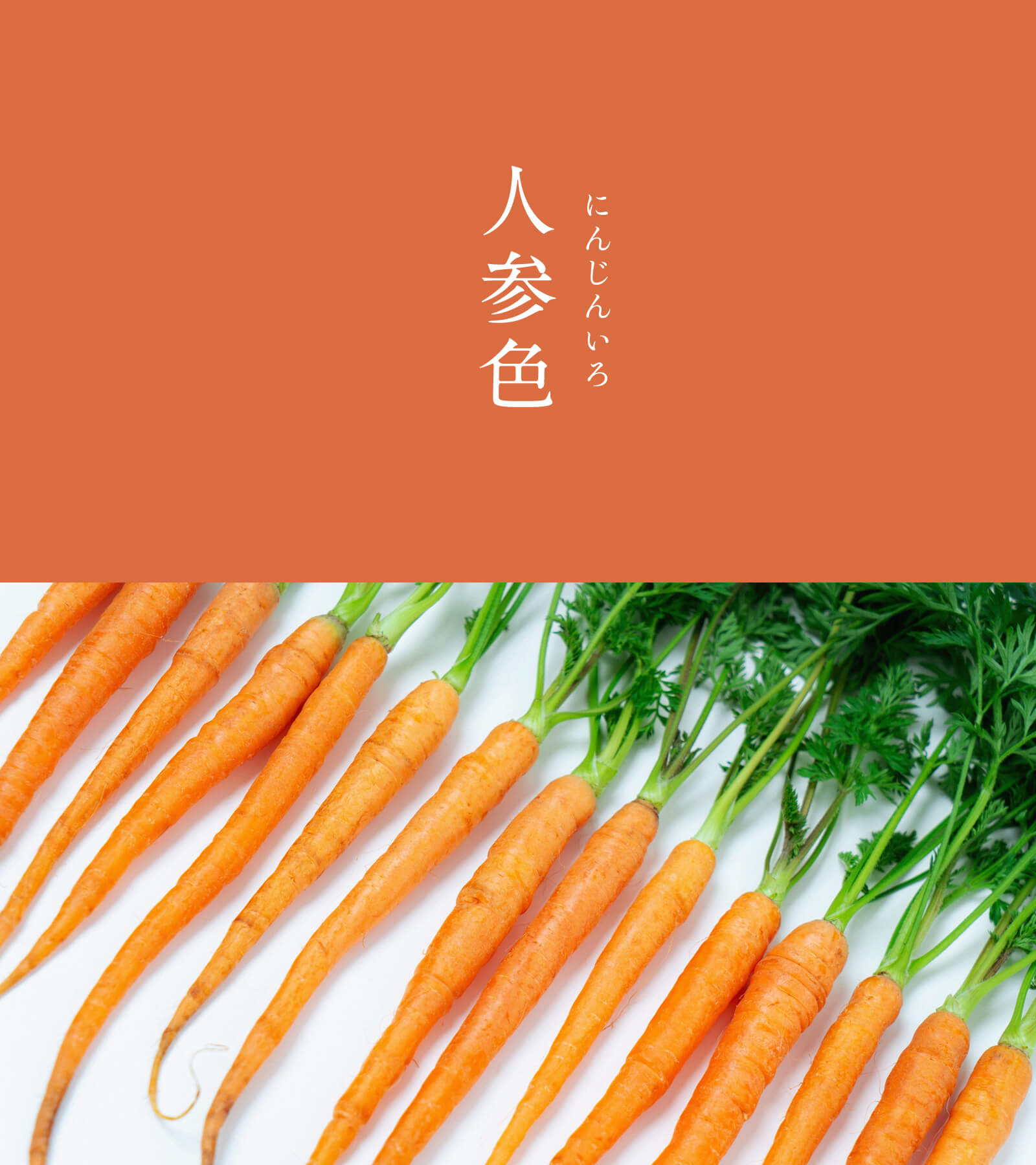 暦生活 こよみせいかつ 10周年 人参色 にんじんいろ にっぽんのいろ ニンジンの根のような 赤みの強い橙色 栄養価も高く 料理に彩りをくれるニンジンですが 昔は薬として利用されていました 日常で食べるようになったのは 最近のことだそう