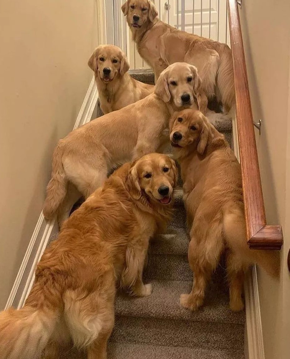 GoldretrieverUS's tweet photo. Good Evening from the Golden Retriever Channel.
WELL??
Snoozles๐ค๐ด๐ด๐ค
(Dogs.insane IG) #Dogbedtime #Dogs #Cutenessoverload https://t.co/LNzjRNfTZW