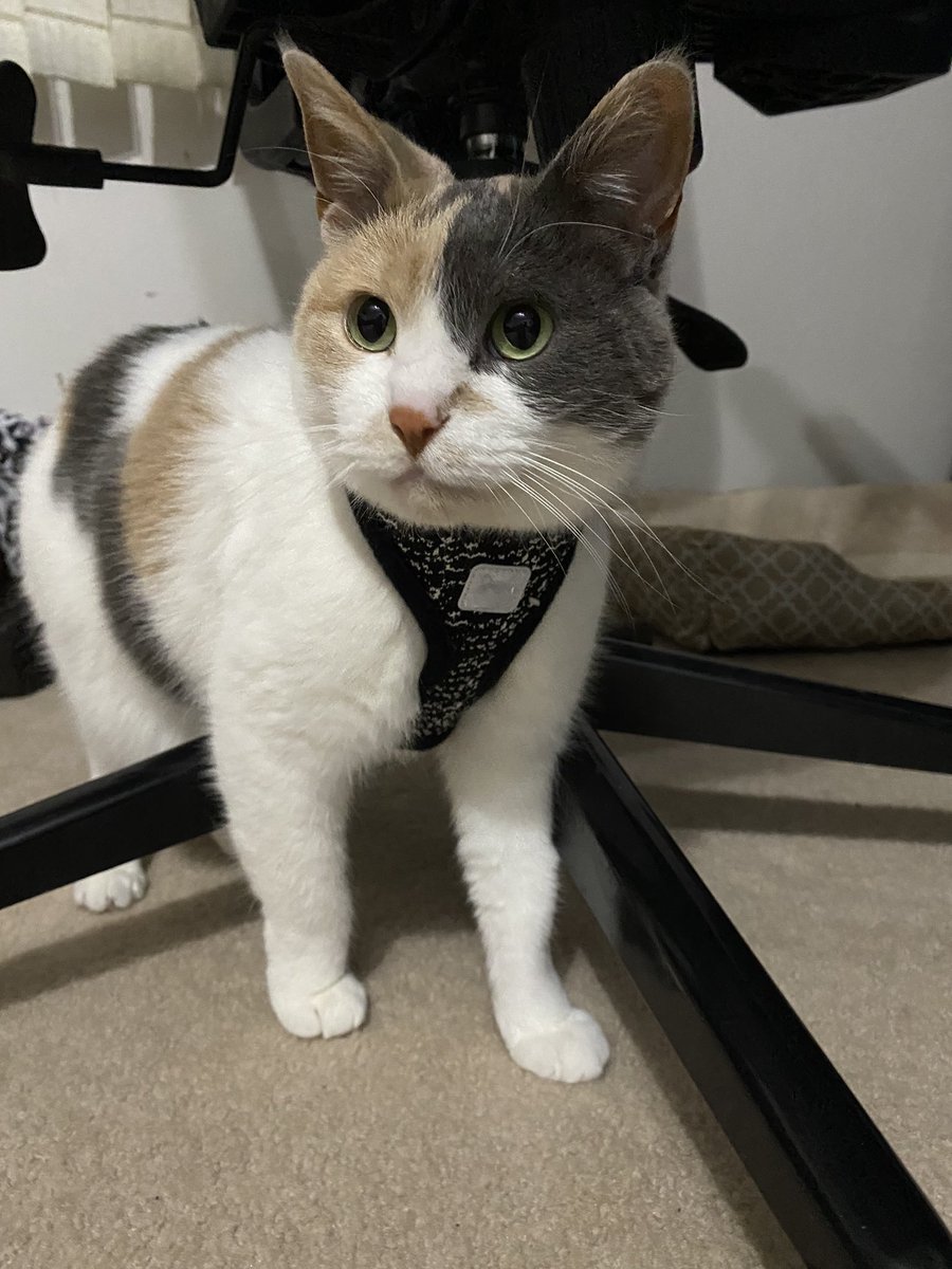 Miclelle's tweet photo. She’s really not happy with me at all about this. #CatsOfTwitter #CatOnALeash #cats #AdoptDontShop #Mondayvibes #WorkersUnite #UnionsForAll #UnionYes https://t.co/yuD0SxhL1j