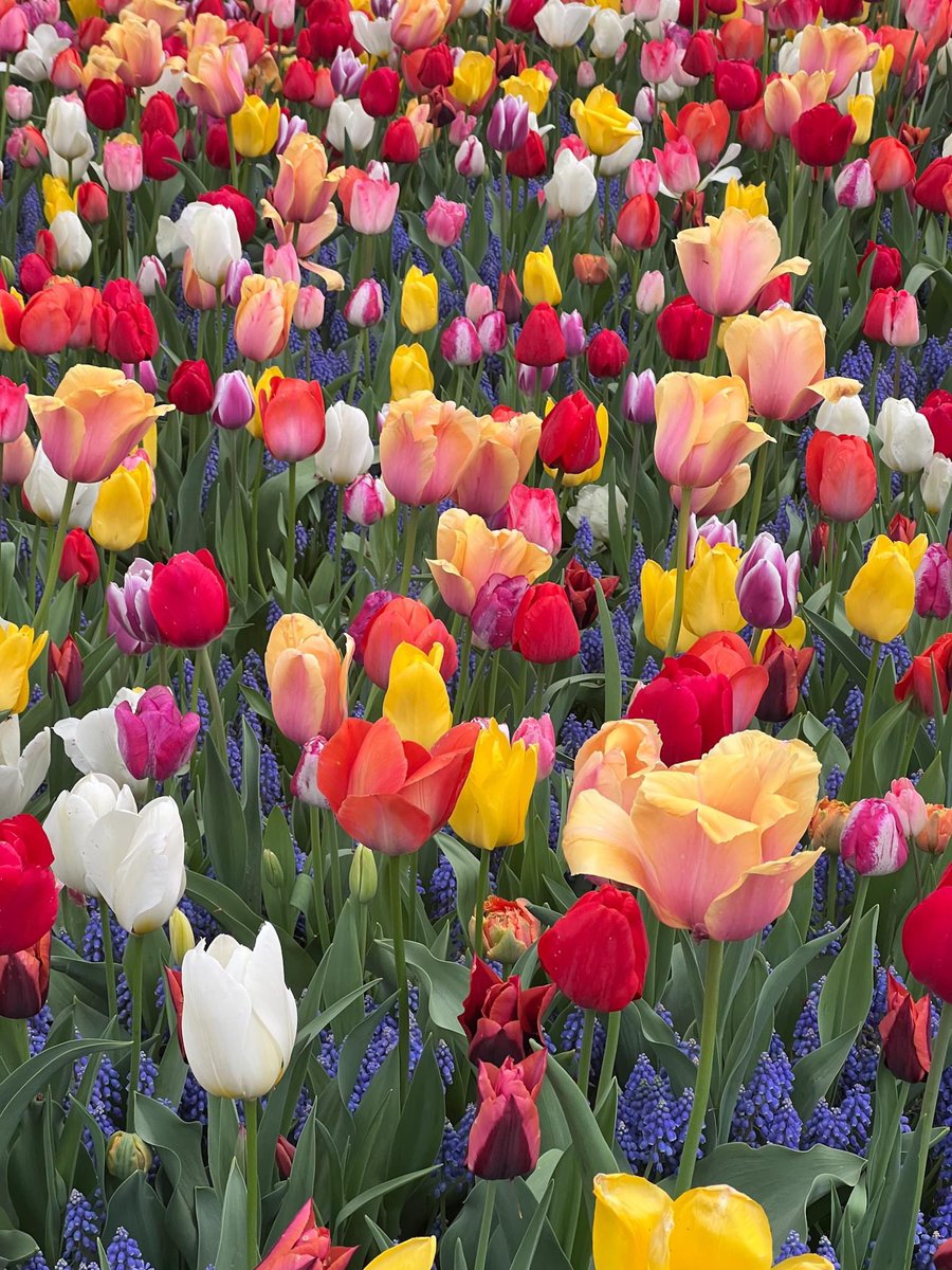 moofaround's tweet photo. Showa Kinen Park | #moofaroundinjapan
พาชมทุ่งดอกทิวลิป และดอกไม้ช่วงฤดูใบไม้ผลิที่โตเกียว ตอนนี้ทิวลิปเริ่มบานสวยแล้วนะคะ สีสันสดใสมาก 🌷🌷🌷
#moofaround #tokyo #japan #รีวิวญี่ปุ่น #เที่ยวญี่ปุ่น https://t.co/DFsGp3y1Pq