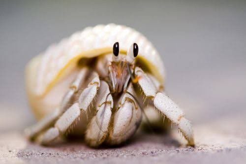 廃棄物13号のtwitterイラスト検索結果