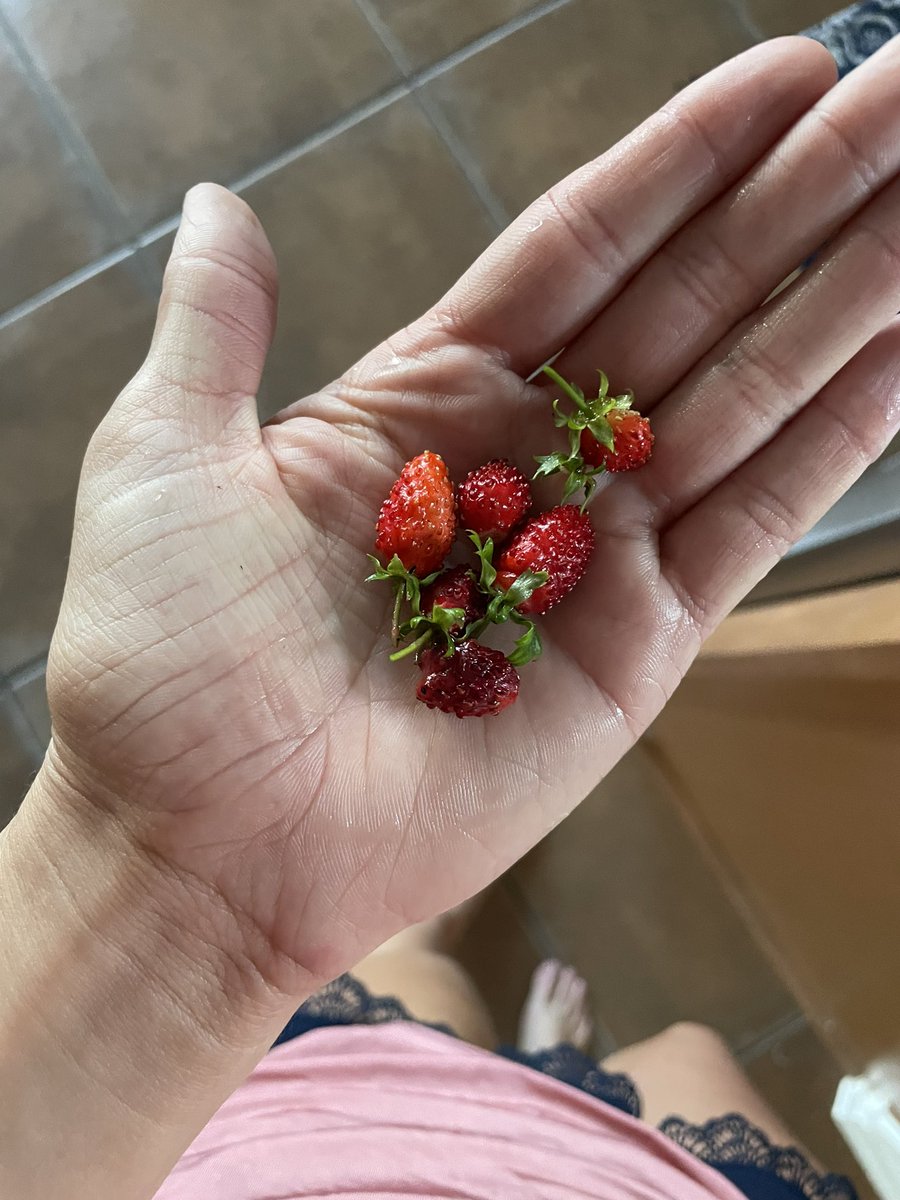 percysfirstbead's tweet photo. Home grown babies https://t.co/ET5uNPOqPr