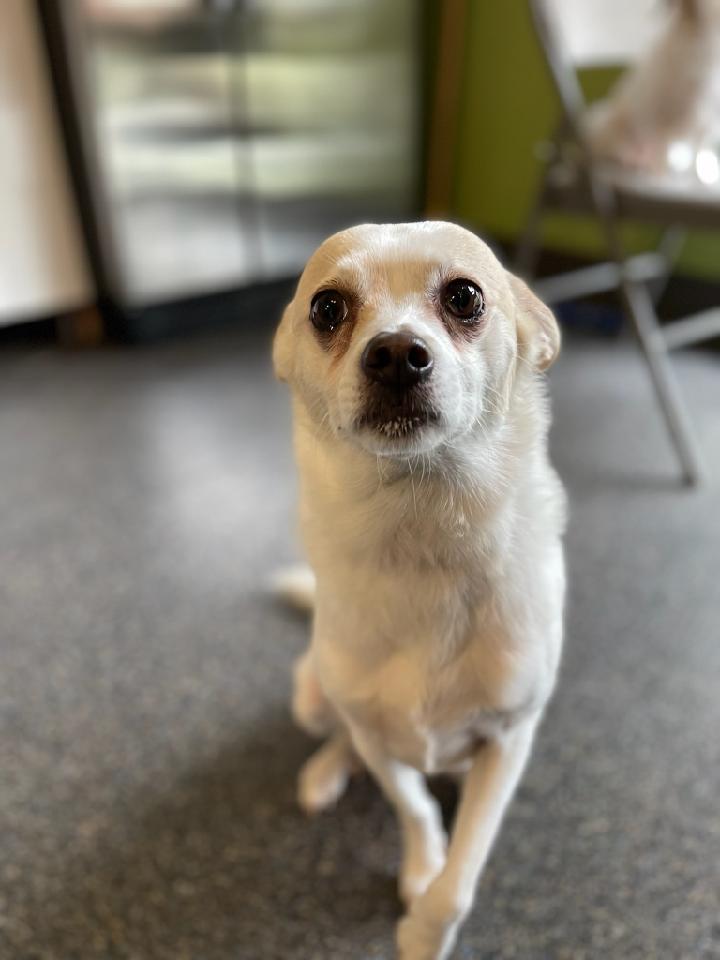"If I tuck my ears away, I can pretend I'm a baby seal." 

#dogsoftwitter #dogs #pets #DogTwitter #SealPup #ears